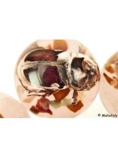 Käferkugeln Insekten in Acryl D: 70 mm