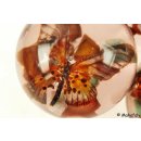 Käferkugeln Insekten in Acryl D: 70 mm