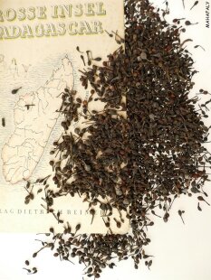 Bourbon Pfeffer, wilder Urwaldpfeffer, Ernte 2025, beste Auslese,Voatsiperifery 100 Gramm =      8,00 €