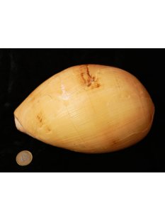 Melonenschnecke Walzenschnecke 20 cm
