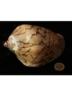 Walzenschnecke Cymbiola Nobilis 16 cm