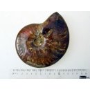 AM13 Ammonit kompletter Korpus poliert D 130 mm