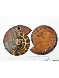 AM45 Ammoniten Paar poliert D 130 mm