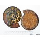 AM45 Ammoniten Paar poliert D 130 mm