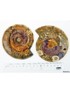 AM46 Ammoniten Paar poliert D 100 mm