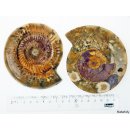 AM46 Ammoniten Paar poliert D 100 mm