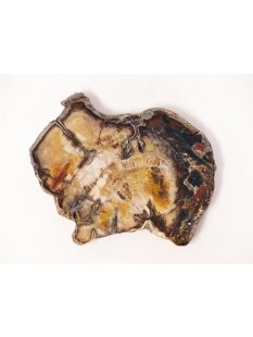 SH42 versteinertes Holz silifiziert fossil  beidseitig polierte Scheibe 100g 95mm