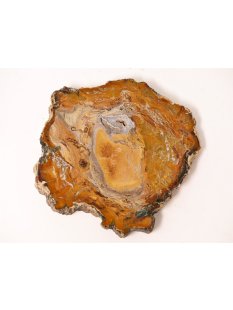 SH43 versteinertes Holz silifiziert fossil  beidseitig polierte Scheibe 150g 90mm