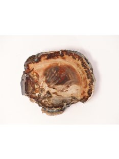 SH60 versteinertes Holz silifiziert fossil  beidseitig polierte Scheibe 160g 8,5mm