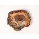 SH60 versteinertes Holz silifiziert fossil  beidseitig polierte Scheibe 160g 8,5mm