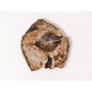 SH64 versteinertes Holz silifiziert fossil  beidseitig polierte Scheibe 70g 70mm