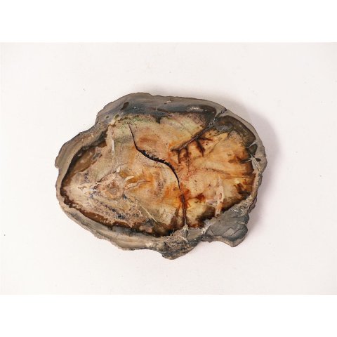 SH65 versteinertes Holz silifiziert fossil  beidseitig polierte Scheibe 80g 75mm