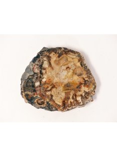SH69 versteinertes Holz silifiziert fossil  beidseitig polierte Scheibe 70g 75mm