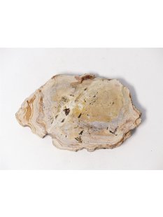 SH73 versteinertes Holz silifiziert fossil  beidseitig polierte Scheibe 70g 95mm