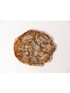 SH74 versteinertes Holz silifiziert fossil  beidseitig polierte Scheibe 60g 75mm