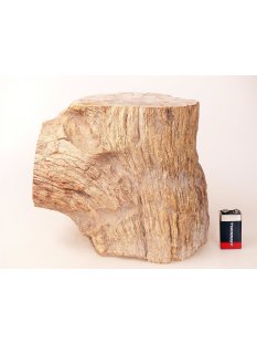 SHN27 versteinertes Holz Stamm naturbelassen Oberseite poliert 7460 g D 15 cm Madagaskar