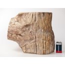 SHN27 versteinertes Holz Stamm naturbelassen Oberseite poliert 7460 g D 15 cm Madagaskar