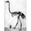 1 Fragment Nr. 06 vom größten Ei der Welt ! Aepyornis maximus Elefantenvogel Ei aus Madagaskar