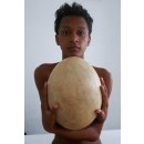 2 Fragmente Nr. 11 vom größten Ei der Welt ! Aepyornis maximus Elefantenvogel Ei aus Madagaskar