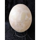Das größte Ei der Welt ! Aepyornis maximus Elefantenvogel Ei Nr. I. normal montiert 1708 g