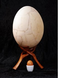 Das größte Ei der Welt ! Aepyornis maximus Elefantenvogel Ei Nr. III. normal montiert 1668 g