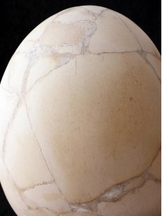 Das größte Ei der Welt ! Aepyornis maximus Elefantenvogel Ei Nr. III. normal montiert 1668 g