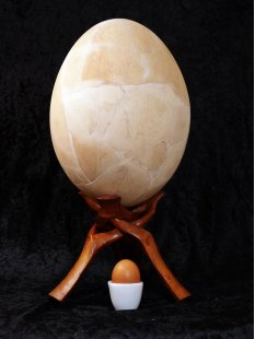 Das größte Ei der Welt ! Aepyornis maximus Elefantenvogel Ei Nr. IV. normal montiert 1765 g