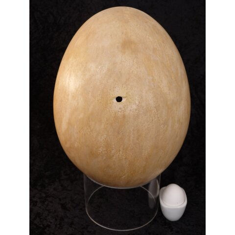 Das größte Ei der Welt ! Aepyornis maximus Elefantenvogel Ei Nr. VII. präpariert mit kleinem Fraßloch H: 32 cm 1987 g