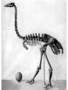 Das größte Ei der Welt ! Aepyornis maximus Elefantenvogel Ei Nr. VII. nicht montiert, intakt mit kleinem Fraßloch H: 32 cm 1987 g