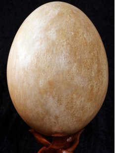 Das größte Ei der Welt ! Aepyornis maximus...
