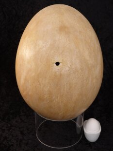 Das größte Ei der Welt ! Aepyornis maximus...