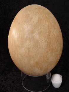 Das größte Ei der Welt ! Aepyornis maximus...