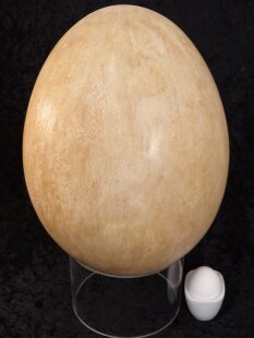 Das größte Ei der Welt ! Aepyornis maximus Elefantenvogel Ei Nr. VII. präpariert mit kleinem Fraßloch H: 32 cm 1987 g