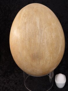 Das größte Ei der Welt ! Aepyornis maximus Elefantenvogel Ei Nr. VII. präpariert mit kleinem Fraßloch H: 32 cm 1987 g
