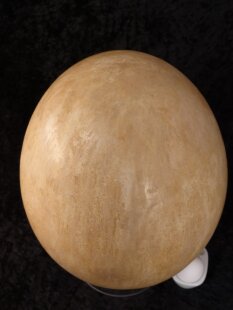 Das größte Ei der Welt ! Aepyornis maximus Elefantenvogel Ei Nr. VII. präpariert mit kleinem Fraßloch H: 32 cm 1987 g