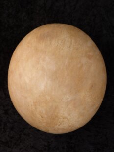 Das größte Ei der Welt ! Aepyornis maximus Elefantenvogel Ei Nr. VII. präpariert mit kleinem Fraßloch H: 32 cm 1987 g