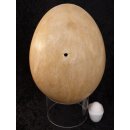 Das größte Ei der Welt ! Aepyornis maximus Elefantenvogel Ei Nr. VII. präpariert mit kleinem Fraßloch H: 32 cm 1987 g