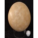 Das größte Ei der Welt ! Aepyornis maximus Elefantenvogel Ei Nr. VII. präpariert mit kleinem Fraßloch H: 32 cm 1987 g