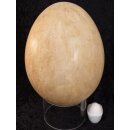 Das größte Ei der Welt ! Aepyornis maximus Elefantenvogel Ei Nr. VII. präpariert mit kleinem Fraßloch H: 32 cm 1987 g