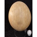 Das größte Ei der Welt ! Aepyornis maximus Elefantenvogel Ei Nr. VII. präpariert mit kleinem Fraßloch H: 32 cm 1987 g