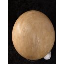 Das größte Ei der Welt ! Aepyornis maximus Elefantenvogel Ei Nr. VII. präpariert mit kleinem Fraßloch H: 32 cm 1987 g