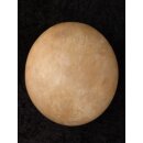 Das größte Ei der Welt ! Aepyornis maximus Elefantenvogel Ei Nr. VII. präpariert mit kleinem Fraßloch H: 32 cm 1987 g