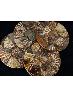 1 Stück Ammonit PlatteTeller Untersetzer D 110 mm aus Ammoniten montiert