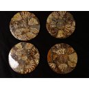 1 Stück Ammonit PlatteTeller Untersetzer D 110 mm aus Ammoniten montiert