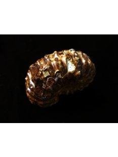 Traktor Rippen Ammonit Douvilleiceras natur 1 Stück 41-50 mm 41-100 g Code A