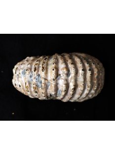 Traktor Rippen Ammonit Nr. 05 Douvilleiceras natur D 95 mm 405 g Madagaskar