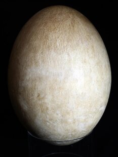 Das größte Ei der Welt ! Aepyornis maximus Elefantenvogel Ei Nr. XIV präpariert, mit kleinem Fraßloch H: 32 cm 1700 g