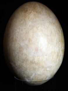 Das größte Ei der Welt ! Aepyornis maximus Elefantenvogel Ei Nr. XIV präpariert, mit kleinem Fraßloch H: 32 cm 1700 g