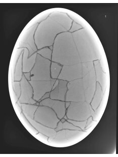 Das größte Ei der Welt ! Aepyornis maximus Elefantenvogel Ei Nr. XIV präpariert, mit kleinem Fraßloch H: 32 cm 1700 g