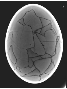 Das größte Ei der Welt ! Aepyornis maximus Elefantenvogel Ei Nr. XIV präpariert, mit kleinem Fraßloch H: 32 cm 1700 g